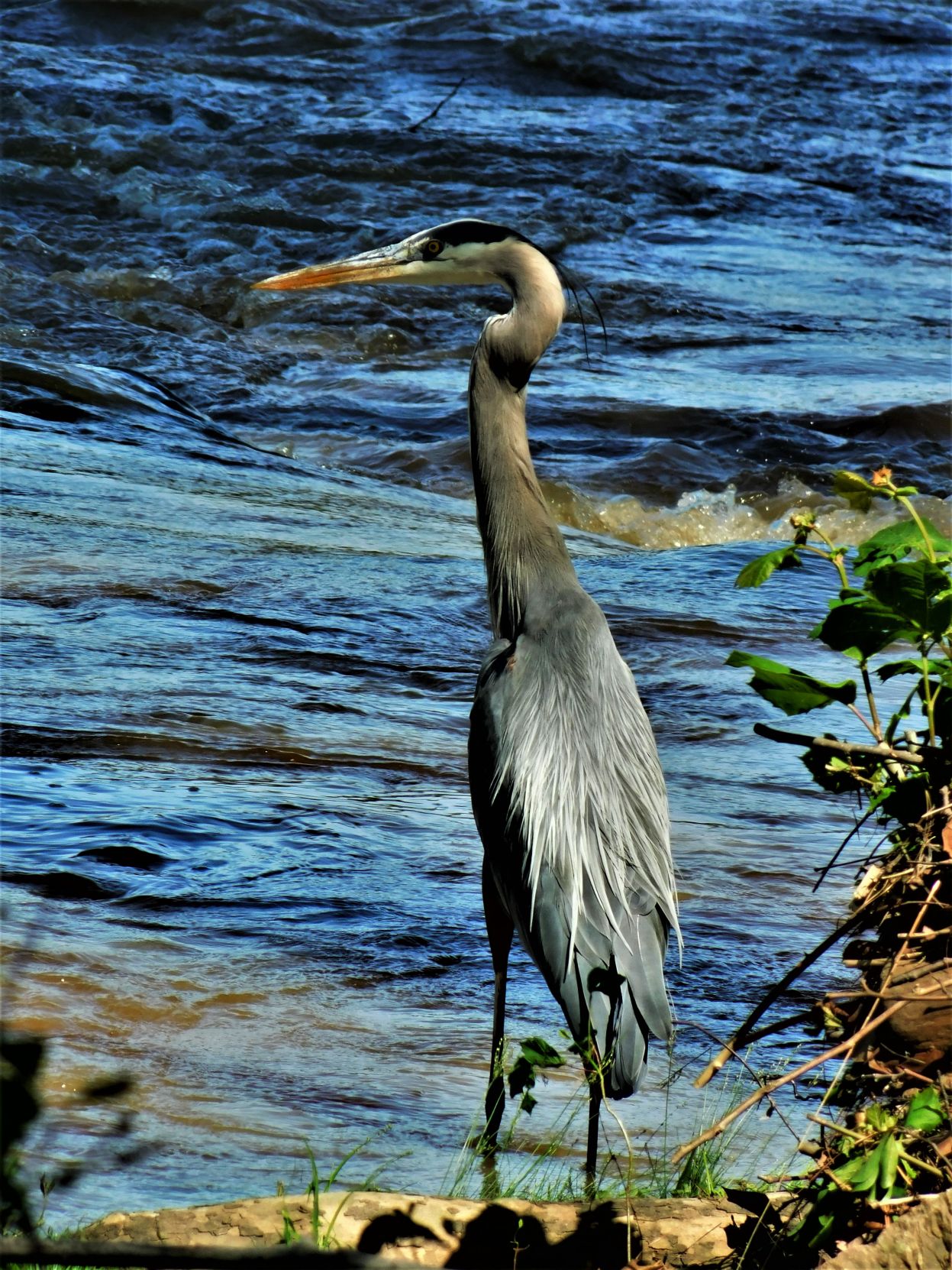 Blue Huron